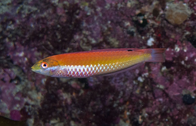 艾氏苏彝士隆头鱼(Suezichthys aylingi)