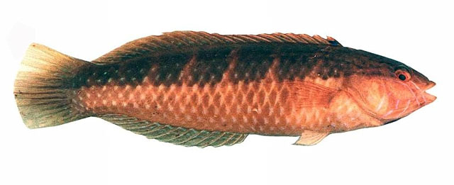 蓝喉苏彝士隆头鱼(Suezichthys cyanolaemus)