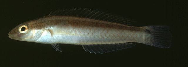 细长苏彝士隆头鱼(Suezichthys gracilis)