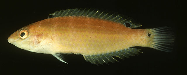 勒氏苏彝士隆头鱼(Suezichthys russelli)
