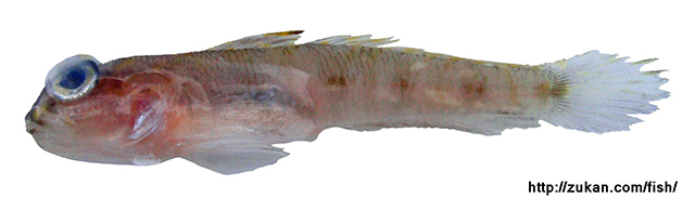 底栖骏河湾虾虎(Suruga fundicola)