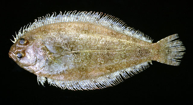 贡氏潜鲆(Syacium gunteri)