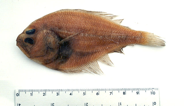 宽尾潜鲆(Syacium latifrons)