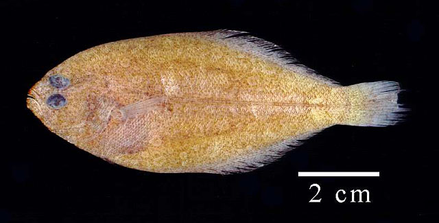 小颏潜鲆(Syacium micrurum)