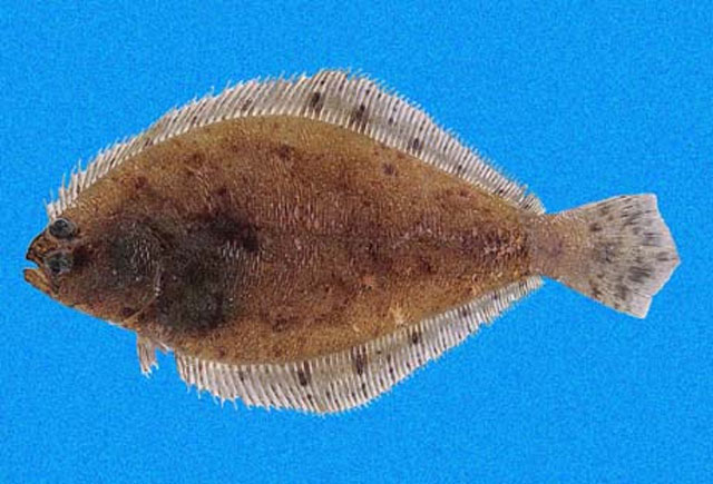 卵形潜鲆(Syacium ovale)