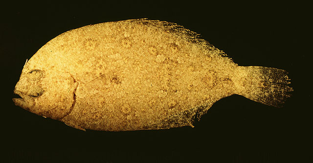 暗色潜鲆(Syacium papillosum)