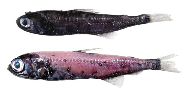 巴氏标灯鱼(Symbolophorus barnardi)