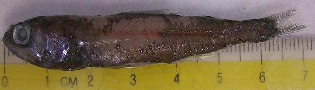 墨西哥标灯鱼(Symbolophorus reversus)
