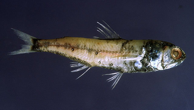大鳞标灯鱼(Symbolophorus veranyi)
