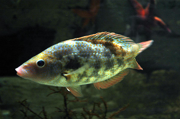 贝氏扁隆头鱼(Symphodus bailloni)