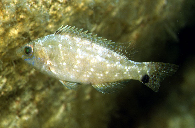 灰扁隆头鱼(Symphodus cinereus)