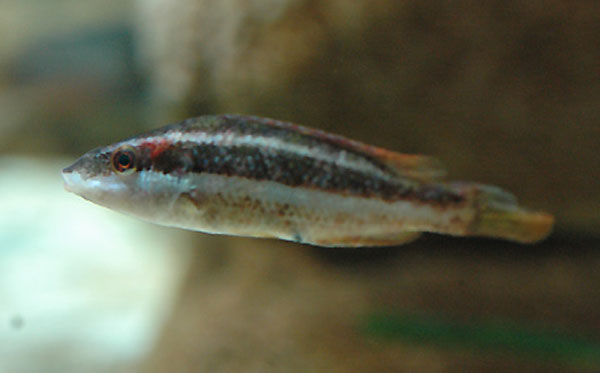 多氏扁隆头鱼(Symphodus doderleini)