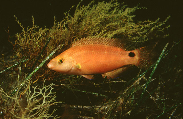 地中海扁隆头鱼(Symphodus mediterraneus)