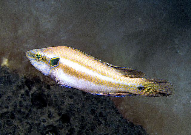 睛斑扁隆头鱼(Symphodus ocellatus)
