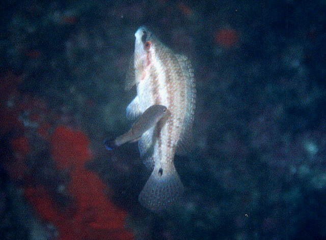 东大西洋扁隆头鱼(Symphodus tinca)