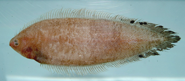 鳍斑无线鳎(Symphurus diomedeanus)