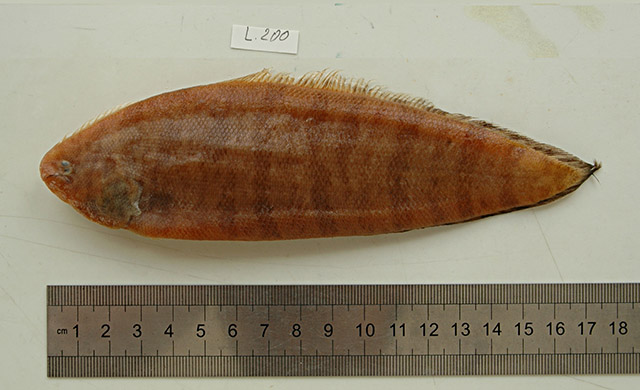 小眼无线鳎(Symphurus oculellus)