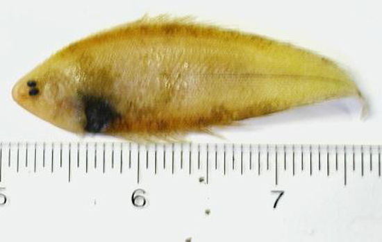 深水无线鳎(Symphurus piger)