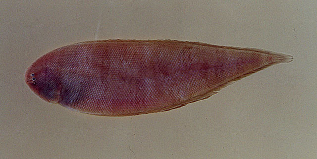 扁无线鳎(Symphurus plagusia)