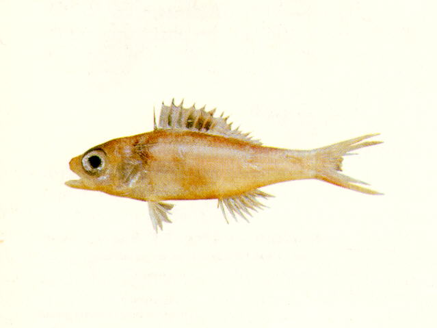 莫氏癒牙鮨(Symphysanodon maunaloae)