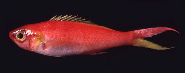 癒牙鮨(Symphysanodon typus)