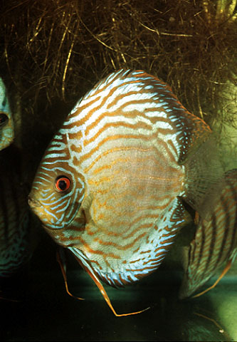 黄棕盘丽鱼(Symphysodon aequifasciatus)