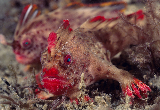 红合鳍躄鱼(Sympterichthys politus)