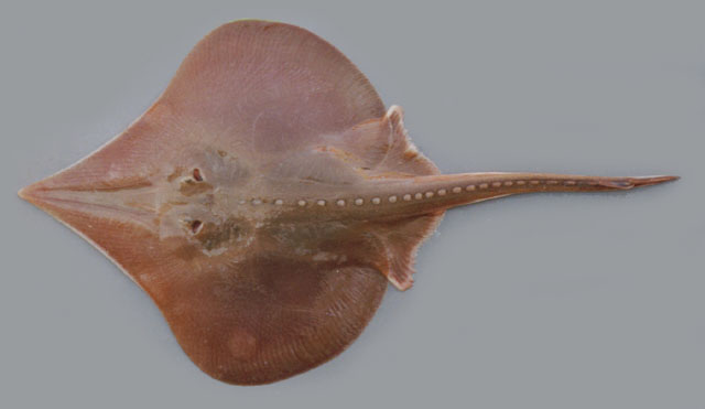 尖同鳍鳐(Sympterygia acuta)
