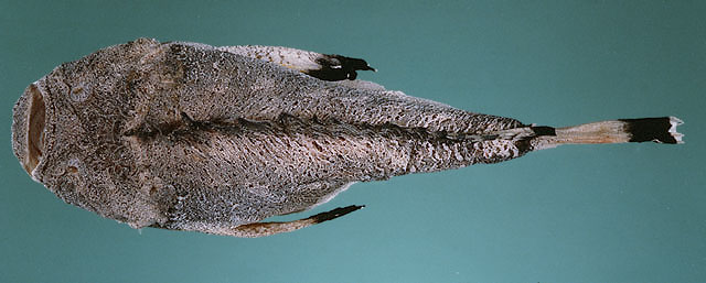 红海毒鲉(Synanceia nana)