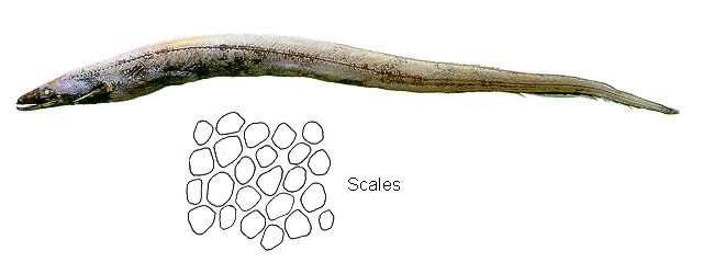 短背鳍合鳃鳗(Synaphobranchus brevidorsalis)