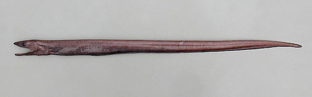 高氏合鳃鳗(Synaphobranchus kaupii)