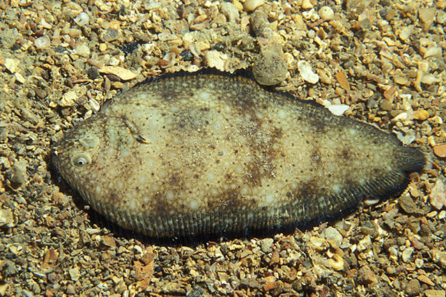 克氏拟箬鳎(Synapturichthys kleinii)