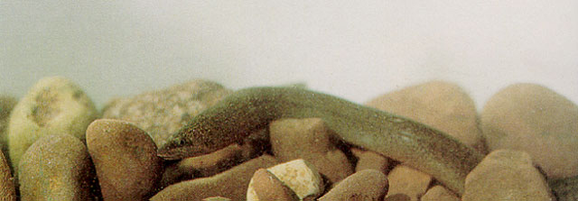 合鳃鱼(Synbranchus marmoratus)