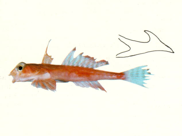 红连鳍䲗(Synchiropus altivelis)