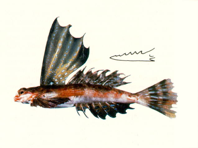 帆鳍连鳍䲗(Synchiropus rameus)
