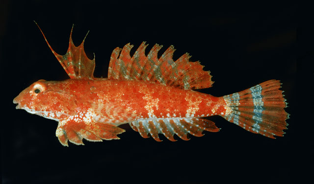 红海连鳍䲗(Synchiropus sechellensis)