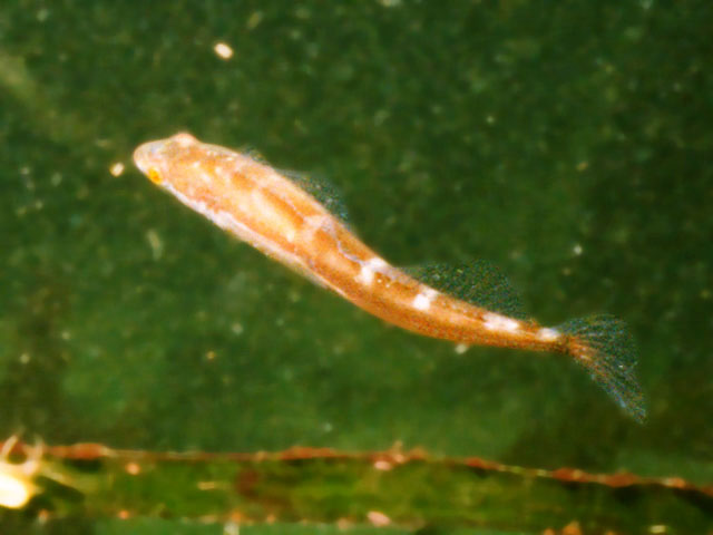 连鳍杜父鱼(Synchirus gilli)