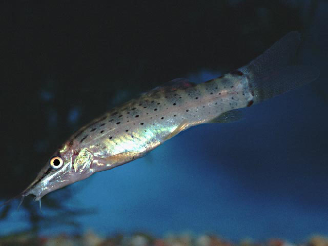 斑鳍缨须鳅(Syncrossus beauforti)