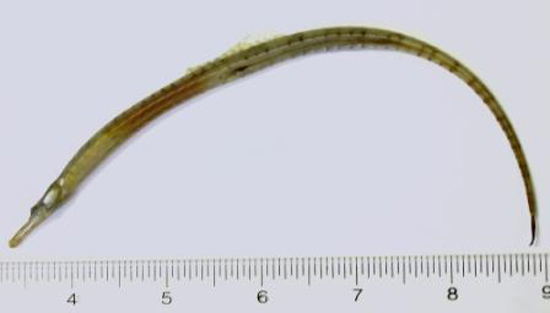 棕海龙(Syngnathus fuscus)