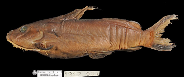 莱维氏歧须鮠(Synodontis levequei)