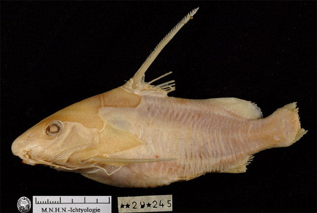 长棘歧须鮠(Synodontis longispinis)
