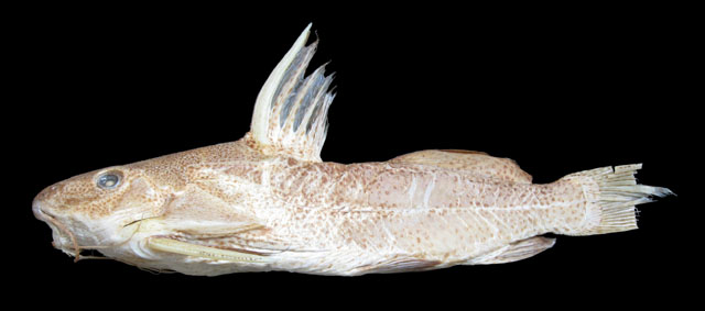 黑斑歧须鮠(Synodontis melanostictus)