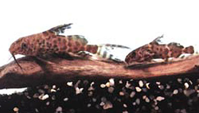 黑腹歧须鮠(Synodontis nigriventris)