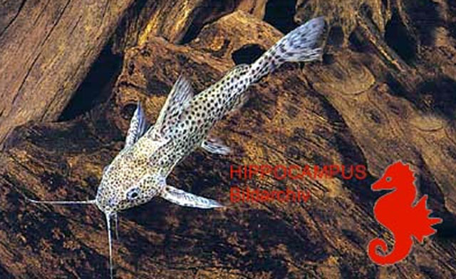 Synodontis nigromaculatus(Synodontis nigromaculatus)
