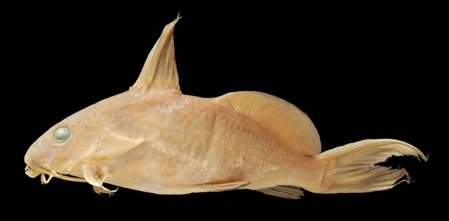 韦梅歧须鮠(Synodontis ouemeensis)