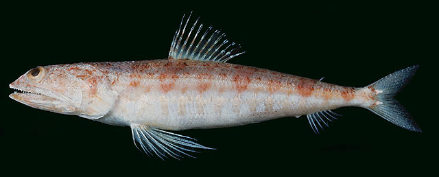 镰鳍狗母鱼(Synodus falcatus)