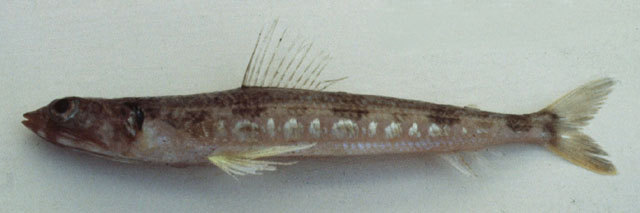 肩班狗母鱼(Synodus hoshinonis)