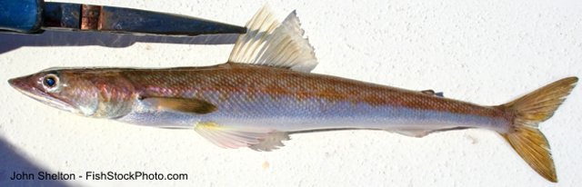 尖头狗母鱼(Synodus lucioceps)