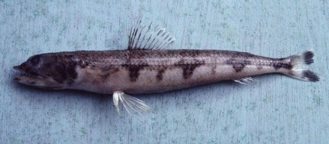 叉斑狗母鱼(Synodus macrops)