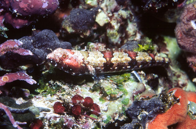 红花斑狗母鱼(Synodus rubromarmoratus)